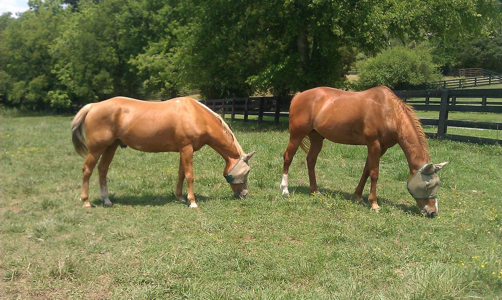 Full Circle Farm Inn Franklin Luaran gambar